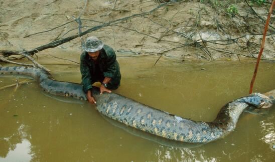 现今世界最大蟒蛇，亚马逊巨蟒(史上最大蟒蛇塞雷洪泰坦蟒)