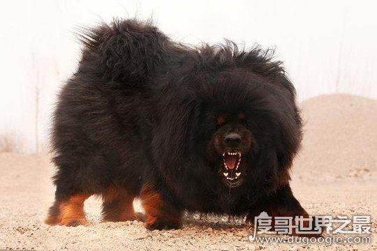 藏獒和狼谁厉害,藏獒高大的体型更占优势(群狼完虐藏獒)