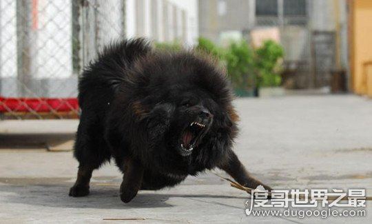 藏獒和狼谁厉害，藏獒高大的体型更占优势(群狼完虐藏獒)