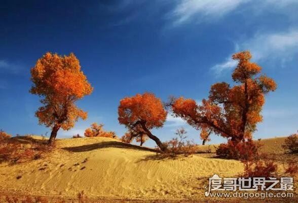 胡杨林在什么地方,主要分布在中国西北大漠(三大胡杨林介绍)