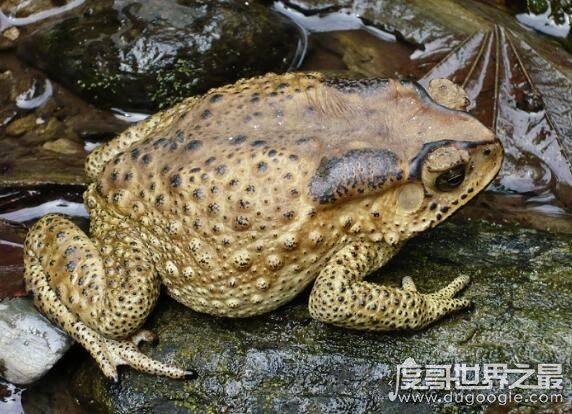 蟾蜍有毒吗,体内有毒腺(在捉蟾蜍时要注意它们喷出的毒液)