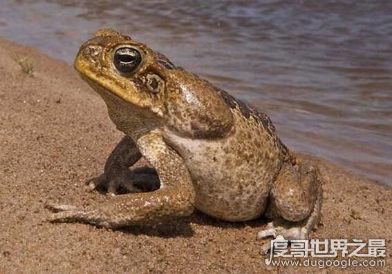 蟾蜍有毒吗，体内有毒腺(在捉蟾蜍时要注意它们喷出的毒液)