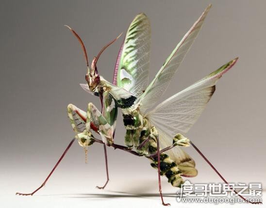 世界上最稀有的螳螂,雌雄魔花螳螂残忍谋杀亲夫