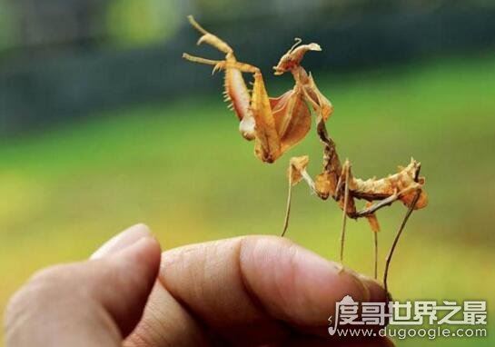 世界上最稀有的螳螂，雌雄魔花螳螂残忍谋杀亲夫