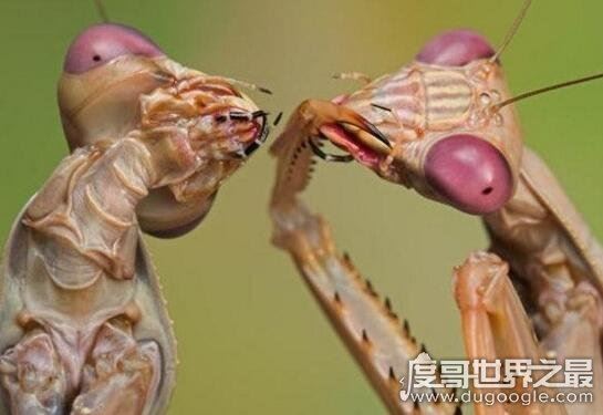 世界上最稀有的螳螂，雌雄魔花螳螂残忍谋杀亲夫
