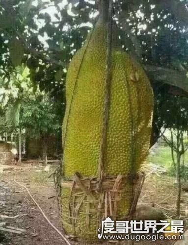 世界上最大的水果拼图，由37万多个水果组成(面积达2200平方米)