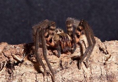 世界最毒蜘蛛排行前三名，常有咬人致死案例发生（剧毒蜘蛛）