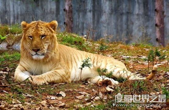 怪异狮虎兽图片,狮虎杂交产生世界最大的猫科动物