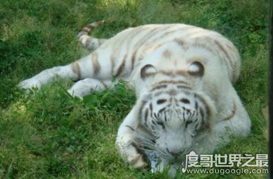 怪异狮虎兽图片，狮虎杂交产生世界最大的猫科动物