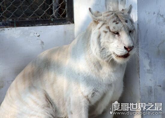 怪异狮虎兽图片，狮虎杂交产生世界最大的猫科动物