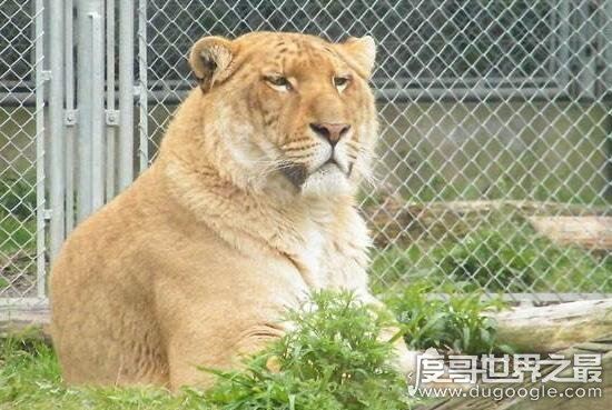 怪异狮虎兽图片，狮虎杂交产生世界最大的猫科动物