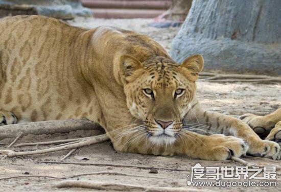 怪异狮虎兽图片，狮虎杂交产生世界最大的猫科动物