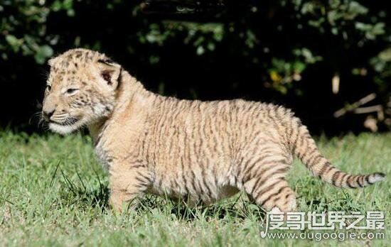 怪异狮虎兽图片，狮虎杂交产生世界最大的猫科动物