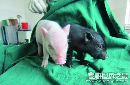 基因变异猪太可怕了,长八条腿两个脑袋还生出怪物