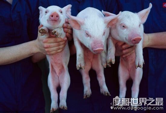 基因变异猪太可怕了，长八条腿两个脑袋还生出怪物