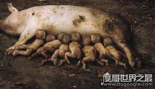基因变异猪太可怕了，长八条腿两个脑袋还生出怪物