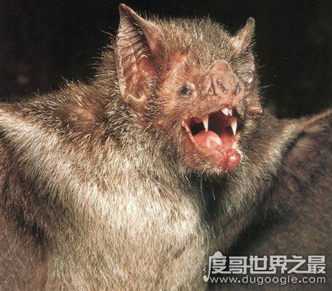 蝙蝠入屋是不吉利的吗，说明“福”进家(有“鼠仙”之称)