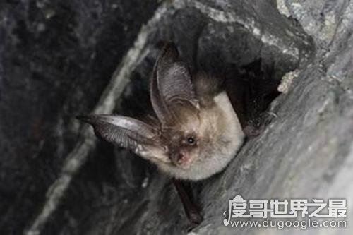 蝙蝠入屋是不吉利的吗，说明“福”进家(有“鼠仙”之称)