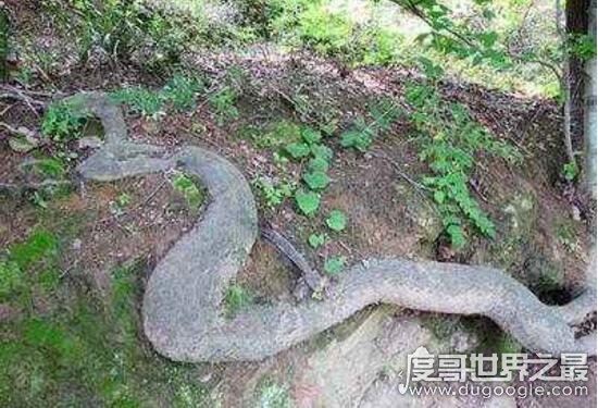 广西桂平挖蛇事件,挖出16米巨蛇吓死过人纯属谣言