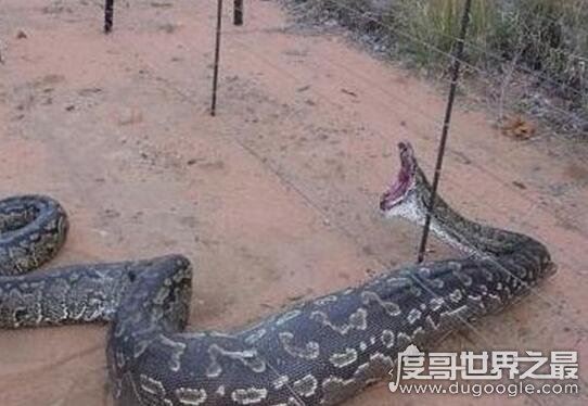 广西桂平挖蛇事件，挖出16米巨蛇吓死过人纯属谣言