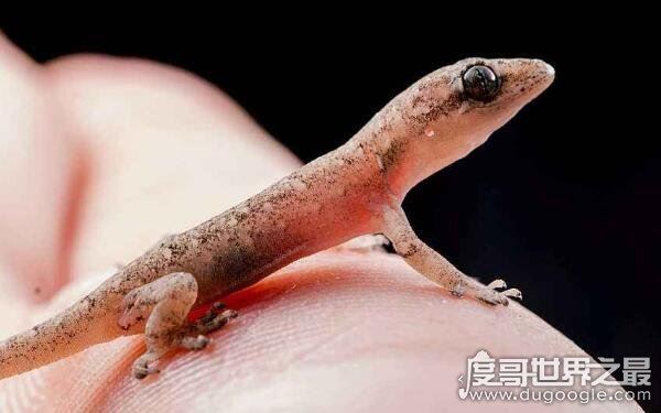 壁虎在家里是什么征兆,众人说法不一(依心境而变)