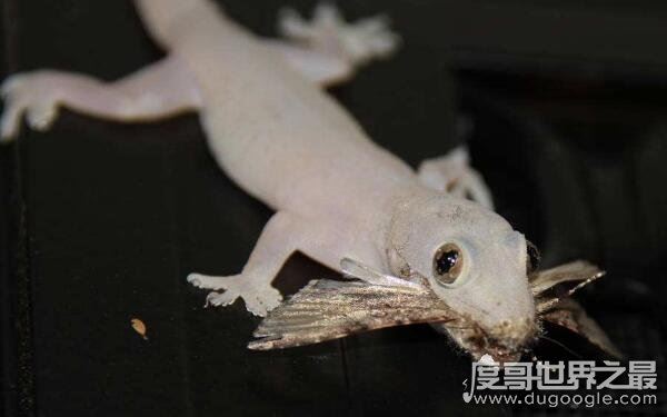 壁虎在家里是什么征兆，众人说法不一（依心境而变）