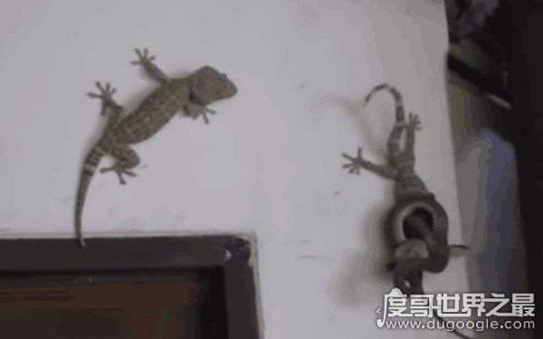 壁虎在家里是什么征兆，众人说法不一（依心境而变）