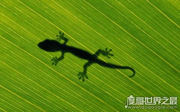 壁虎在家里是什么征兆，众人说法不一（依心境而变）