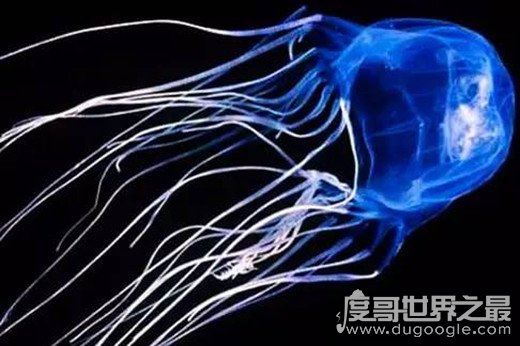 世界上最毒的水母，箱水母(一只可杀死60位成年人）