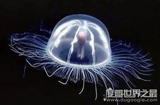 世界上最毒的水母，箱水母(一只可杀死60位成年人）