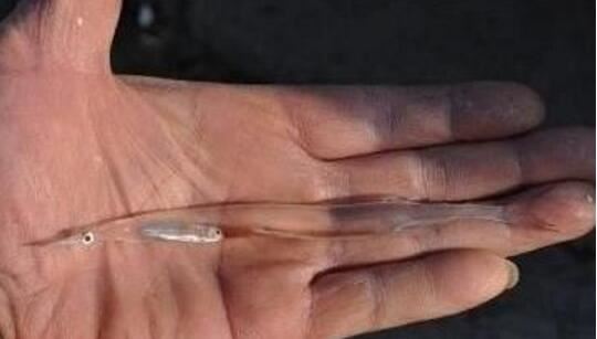 通体透明的白肌银鱼，盘点那些奇怪的透明鱼