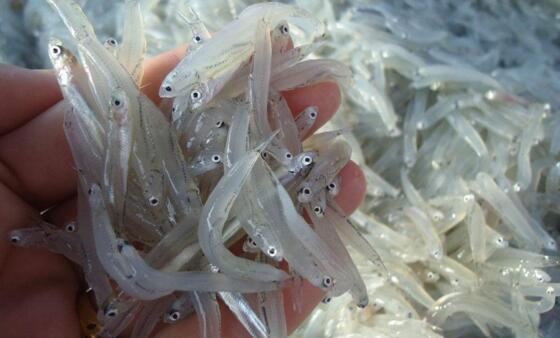 通体透明的白肌银鱼，盘点那些奇怪的透明鱼