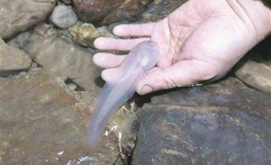 通体透明的白肌银鱼，盘点那些奇怪的透明鱼