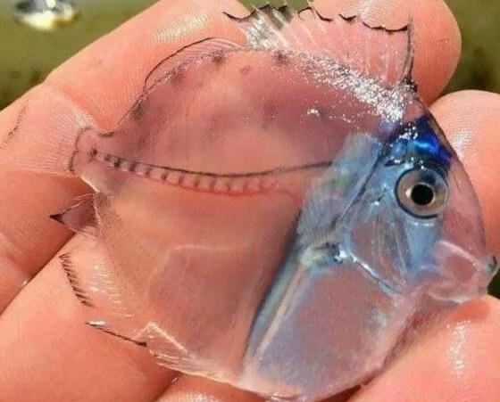 通体透明的白肌银鱼，盘点那些奇怪的透明鱼
