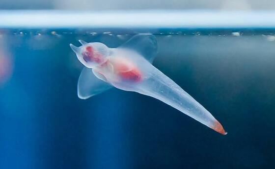 通体透明的白肌银鱼，盘点那些奇怪的透明鱼