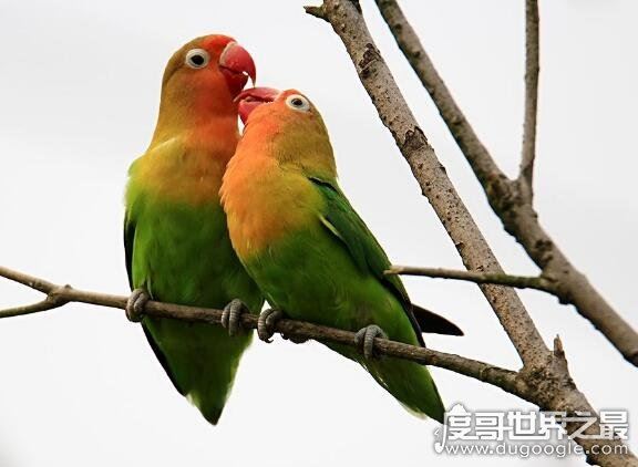 虎皮鹦鹉怎么分公母,看头和身形就可以分辨性别