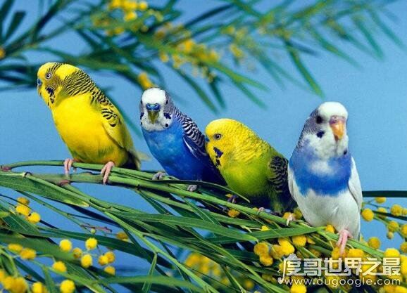 虎皮鹦鹉怎么分公母，看头和身形就可以分辨性别