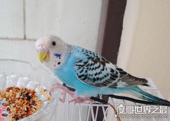 虎皮鹦鹉怎么分公母,看头和身形就可以分辨性别