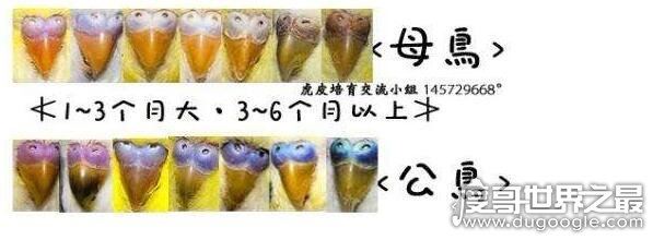 虎皮鹦鹉怎么分公母，看头和身形就可以分辨性别