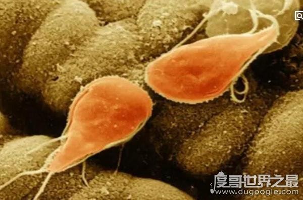 景区玩水被吃脑虫(阿米巴原虫)入侵,引发脑膜脑炎终不治生亡