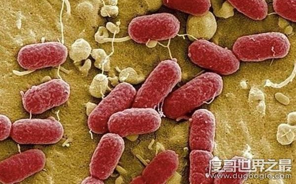 景区玩水被吃脑虫(阿米巴原虫)入侵,引发脑膜脑炎终不治生亡