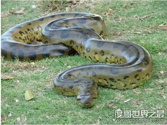 蚺和蟒的区别,蚺多数是卵胎生(而蟒蛇则多数是卵生)