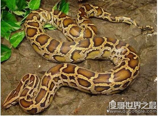 蚺和蟒的区别,蚺多数是卵胎生(而蟒蛇则多数是卵生)