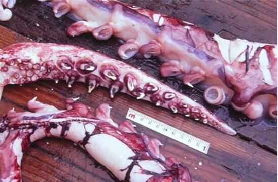 世界上最大的乌贼，巨枪乌贼是现实版北海巨妖