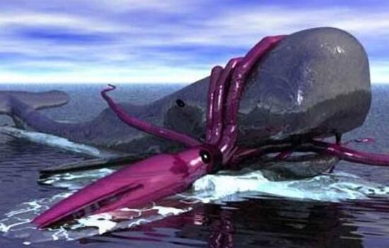 世界上最大的乌贼，巨枪乌贼是现实版北海巨妖