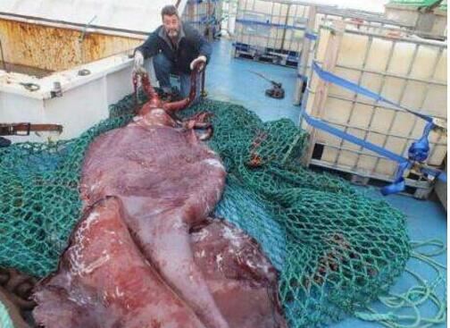 世界上最大的乌贼，巨枪乌贼是现实版北海巨妖