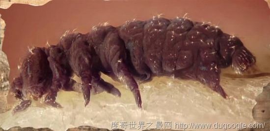 地球上5种不死神兽，水熊/蛤蜊/灯塔水母/涡虫/轮虫