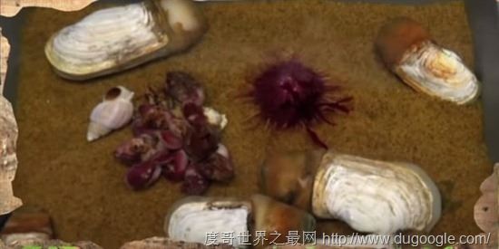 地球上5种不死神兽，水熊/蛤蜊/灯塔水母/涡虫/轮虫