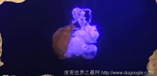 地球上5种不死神兽，水熊/蛤蜊/灯塔水母/涡虫/轮虫