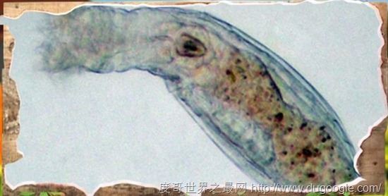地球上5种不死神兽，水熊/蛤蜊/灯塔水母/涡虫/轮虫